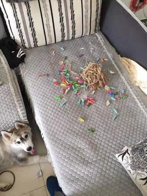 如果養狗可以買保險的話,我會選寵物犬破壞房屋險。