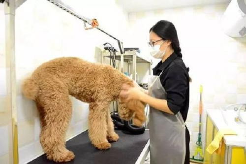 芭菲寵家寵物用品加盟費(fèi)多少錢 總投資17.8萬元 加盟費(fèi)查詢網(wǎng)