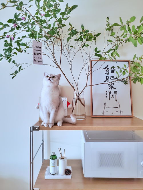 寵物用品如何收納？規(guī)劃整理師教你巧用寵物衣架