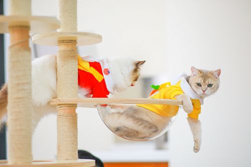 它經(jīng)濟(jì)風(fēng)潮下 從寵物鮮食到衣架，探索那些意想不到的新玩法